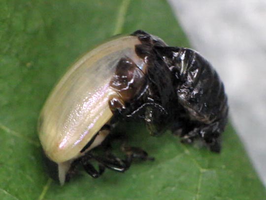 Linaeidea aenea, Erzfarbener Erlenblattkäfer