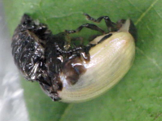 Linaeidea aenea, Erzfarbener Erlenblattkäfer