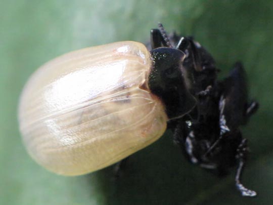Linaeidea aenea, Erzfarbener Erlenblattkäfer