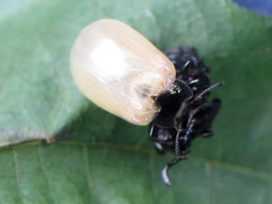 Linaeidea aenea, Erzfarbener Erlenblattkäfer