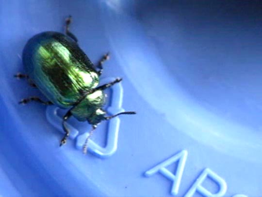 Linaeidea aenea, Erzfarbener Erlenblattkäfe