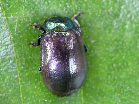 Linaeidea aenea, Erzfarbener Erlenblattkäfer