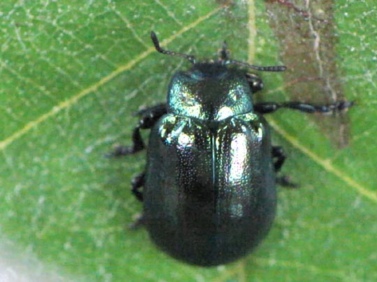 Linaeidea aenea, Erzfarbener Erlenblattkäfer