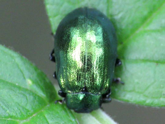 Linaeidea aenea, Erzfarbener Erlenblattkäfer