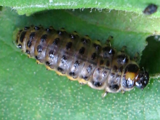 Linaeidea aenea, Erzfarbener Erlenblattkäfer