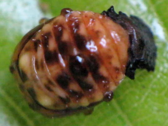 Linaeidea aenea, Erzfarbener Erlenblattkäfer