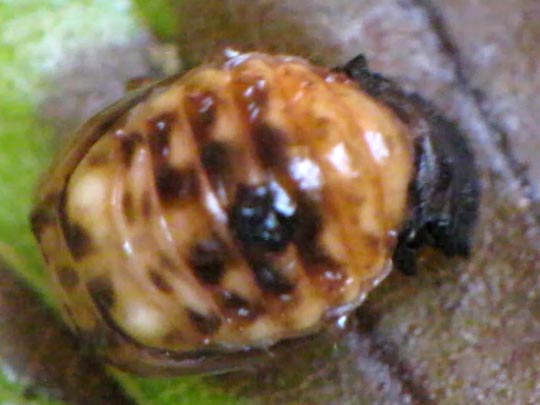 Linaeidea aenea, Erzfarbener Erlenblattkäfer