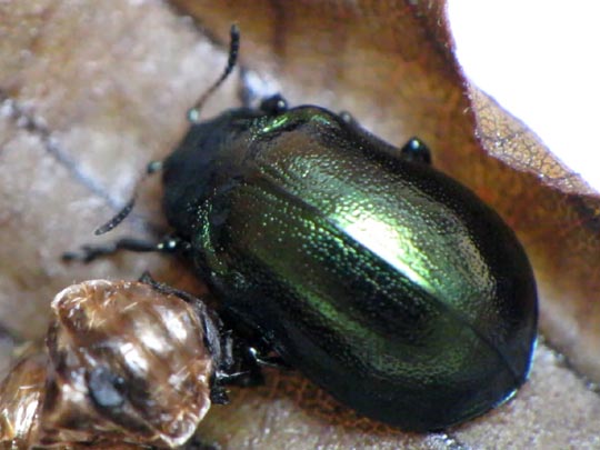Linaeidea aenea, Erzfarbener Erlenblattkäfer