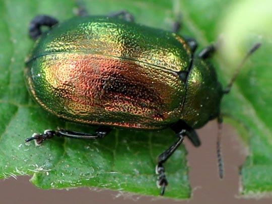 Linaeidea aenea, Erzfarbener Erlenblattkäfer