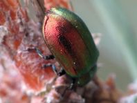 Linaeidea aenea, Erzfarbener Erlenblattkäfer