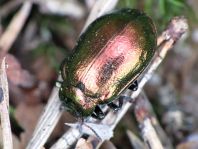 Linaeidea aenea, Erzfarbener Erlenblattkäfer