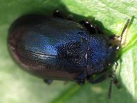 Linaeidea aenea, Erzfarbener Erlenblattkäfer