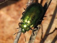 Linaeidea aenea, Erzfarbener Erlenblattkäfer