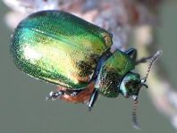 Linaeidea aenea, Erzfarbener Erlenblattkäfer