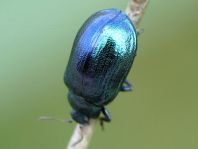 Linaeidea aenea, Erzfarbener Erlenblattkäfer