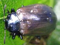 Linaeidea aenea, Erzfarbener Erlenblattkäfer