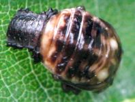 Linaeidea aenea, Erzfarbener Erlenblattkäfer