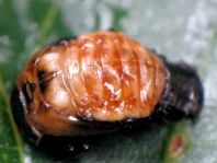 Linaeidea aenea, Erzfarbener Erlenblattkäfer