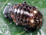 Linaeidea aenea, Erzfarbener Erlenblattkäfer