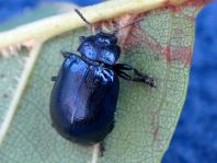Linaeidea aenea, Erzfarbener Erlenblattkäfer