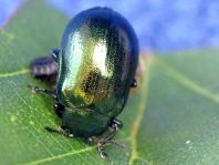 Linaeidea aenea, Erzfarbener Erlenblattkäfer