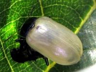 Linaeidea aenea, Erzfarbener Erlenblattkäfer
