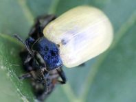 Linaeidea aenea, Erzfarbener Erlenblattkäfer