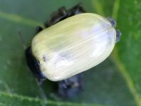 Linaeidea aenea, Erzfarbener Erlenblattkäfer