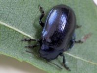 Linaeidea aenea, Erzfarbener Erlenblattkäfer