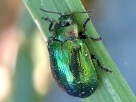 Linaeidea aenea, Erzfarbener Erlenblattkäfer