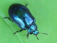Linaeidea aenea, Erzfarbener Erlenblattkäfer