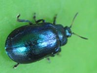 Linaeidea aenea, Erzfarbener Erlenblattkäfer