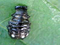 Linaeidea aenea, Erzfarbener Erlenblattkäfer