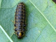 Linaeidea aenea, Erzfarbener Erlenblattkäfer