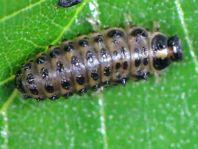 Linaeidea aenea, Erzfarbener Erlenblattkäfer