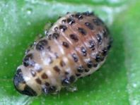 Linaeidea aenea, Erzfarbener Erlenblattkäfer