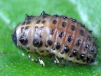 Linaeidea aenea, Erzfarbener Erlenblattkäfer