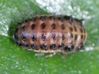 Linaeidea aenea, Erzfarbener Erlenblattkäfer