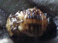 Linaeidea aenea, Erzfarbener Erlenblattkäfer