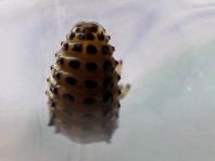 Linaeidea aenea, Erzfarbener Erlenblattkäfer