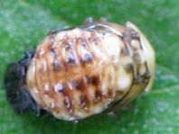 Linaeidea aenea, Erzfarbener Erlenblattkäfer