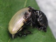 Linaeidea aenea, Erzfarbener Erlenblattkäfer