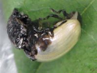 Linaeidea aenea, Erzfarbener Erlenblattkäfer