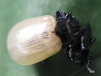 Linaeidea aenea, Erzfarbener Erlenblattkäfer