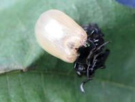 Linaeidea aenea, Erzfarbener Erlenblattkäfer