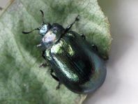 Linaeidea aenea, Erzfarbener Erlenblattkäfer