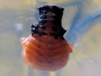 Linaeidea aenea, Erzfarbener Erlenblattkäfer