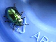 Linaeidea aenea, Erzfarbener Erlenblattkäfer