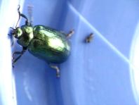 Linaeidea aenea, Erzfarbener Erlenblattkäfer