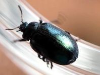 Linaeidea aenea, Erzfarbener Erlenblattkäfer
